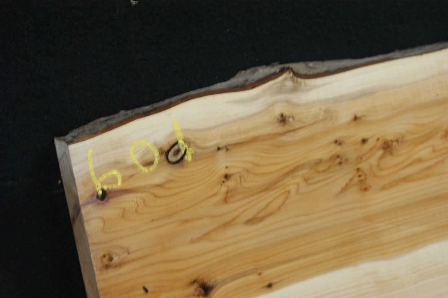 English Yew Shelf. (601)