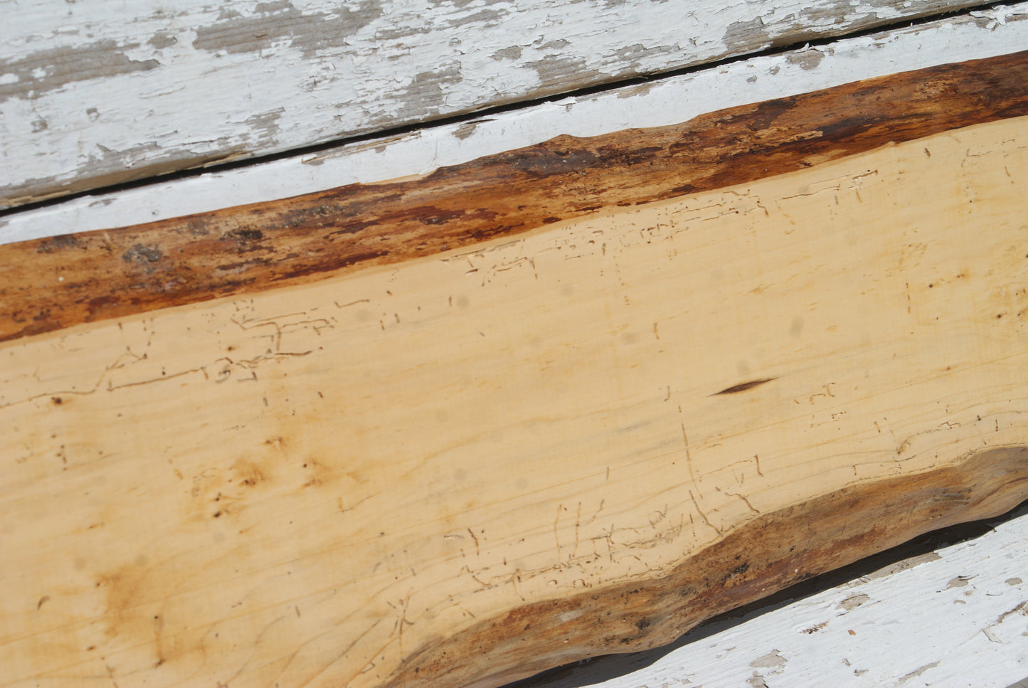 English Yew  1199 L x 205-160 W x 21 D (mm)    (613)