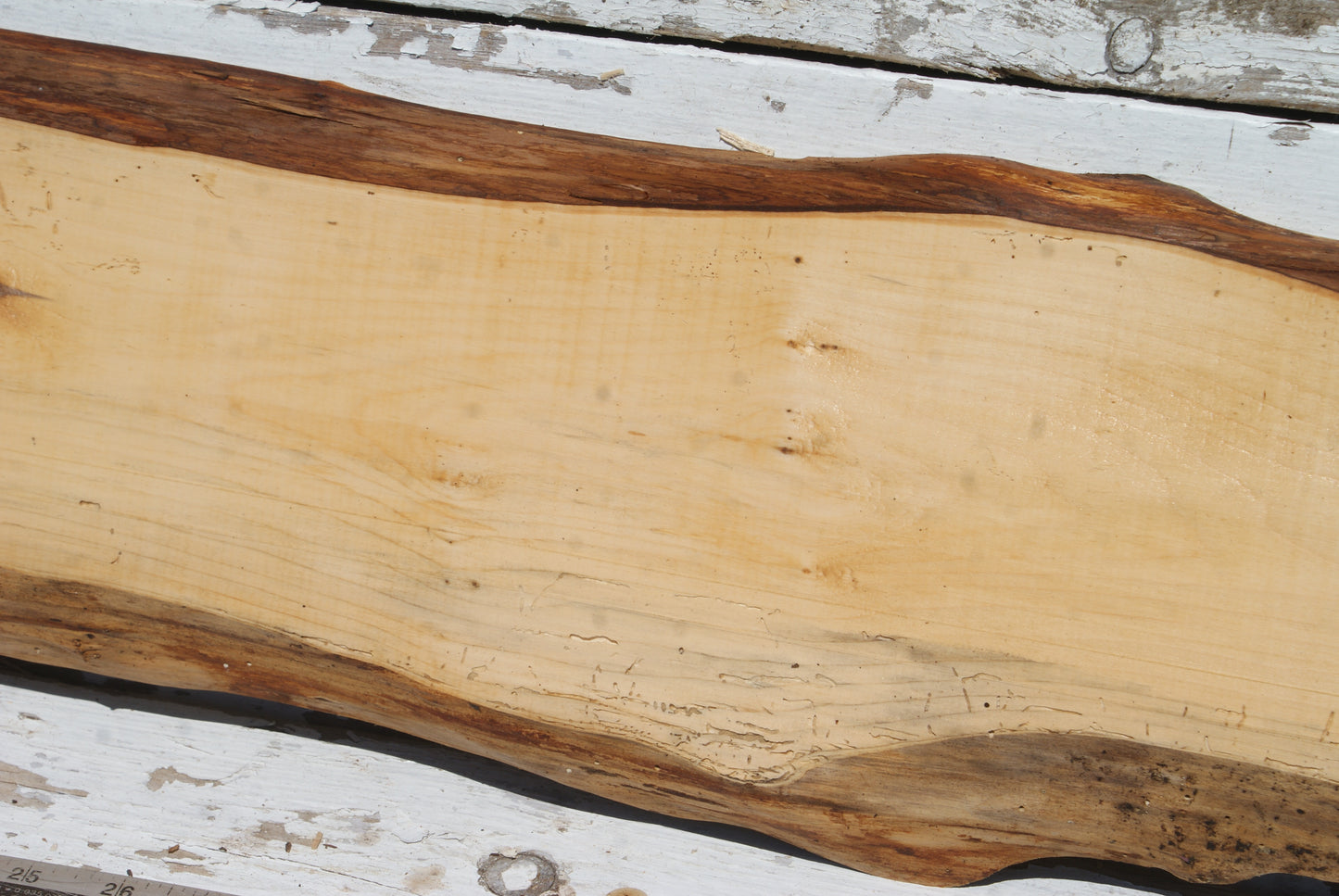 English Yew  1199 L x 205-160 W x 21 D (mm)    (613)