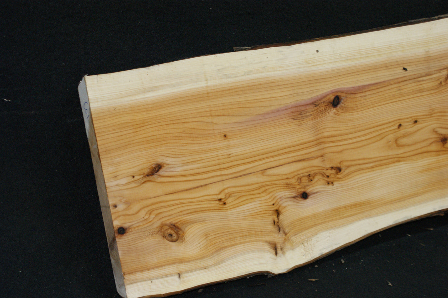 English Yew Shelf. (601)