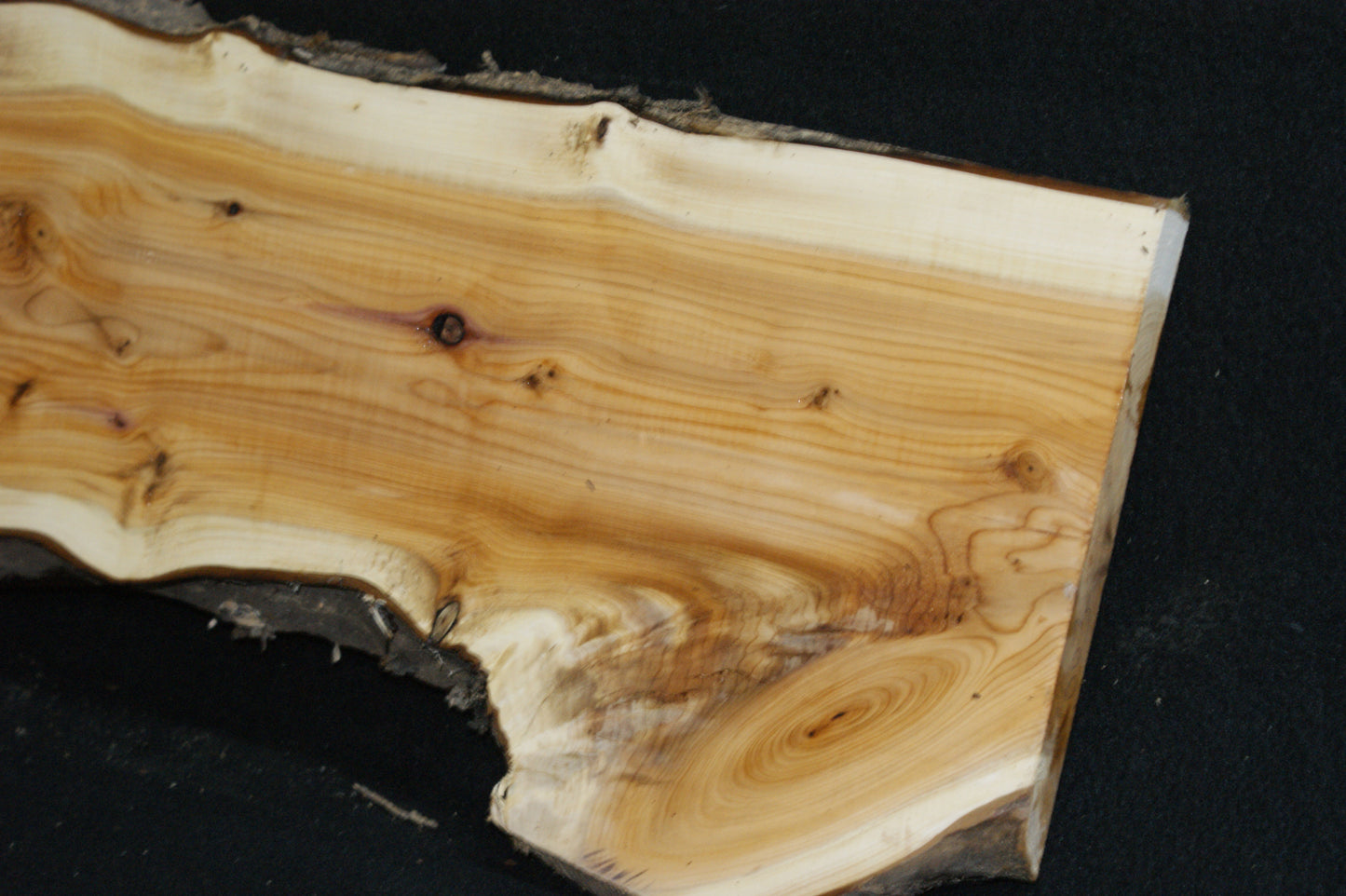 English Yew Shelf. (603)