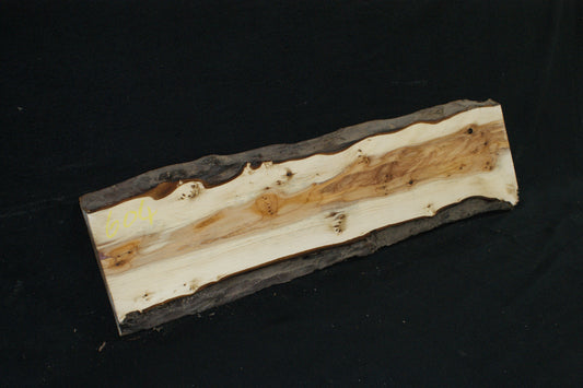 English Yew Shelf. (604)