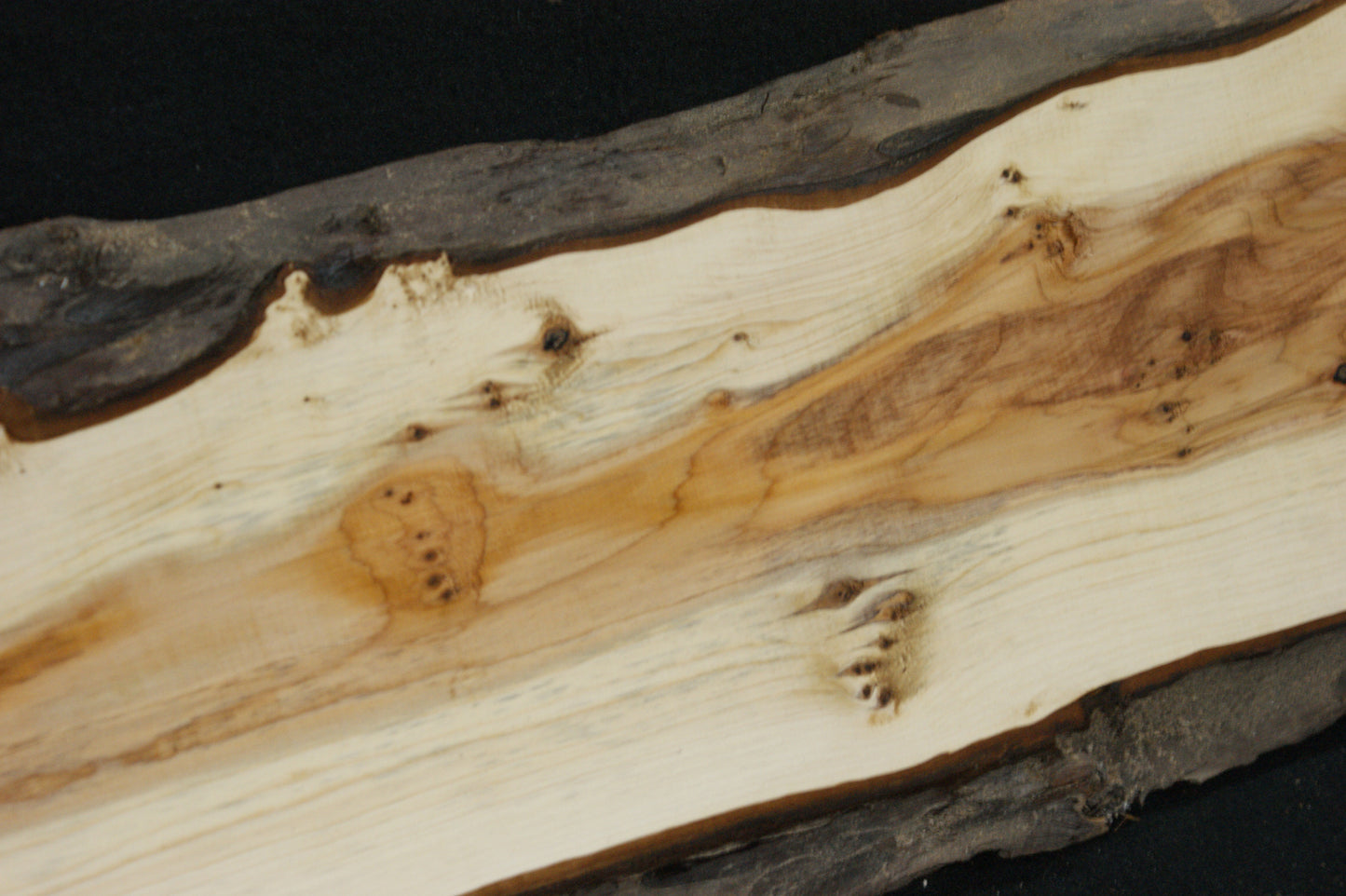 English Yew Shelf. (604)