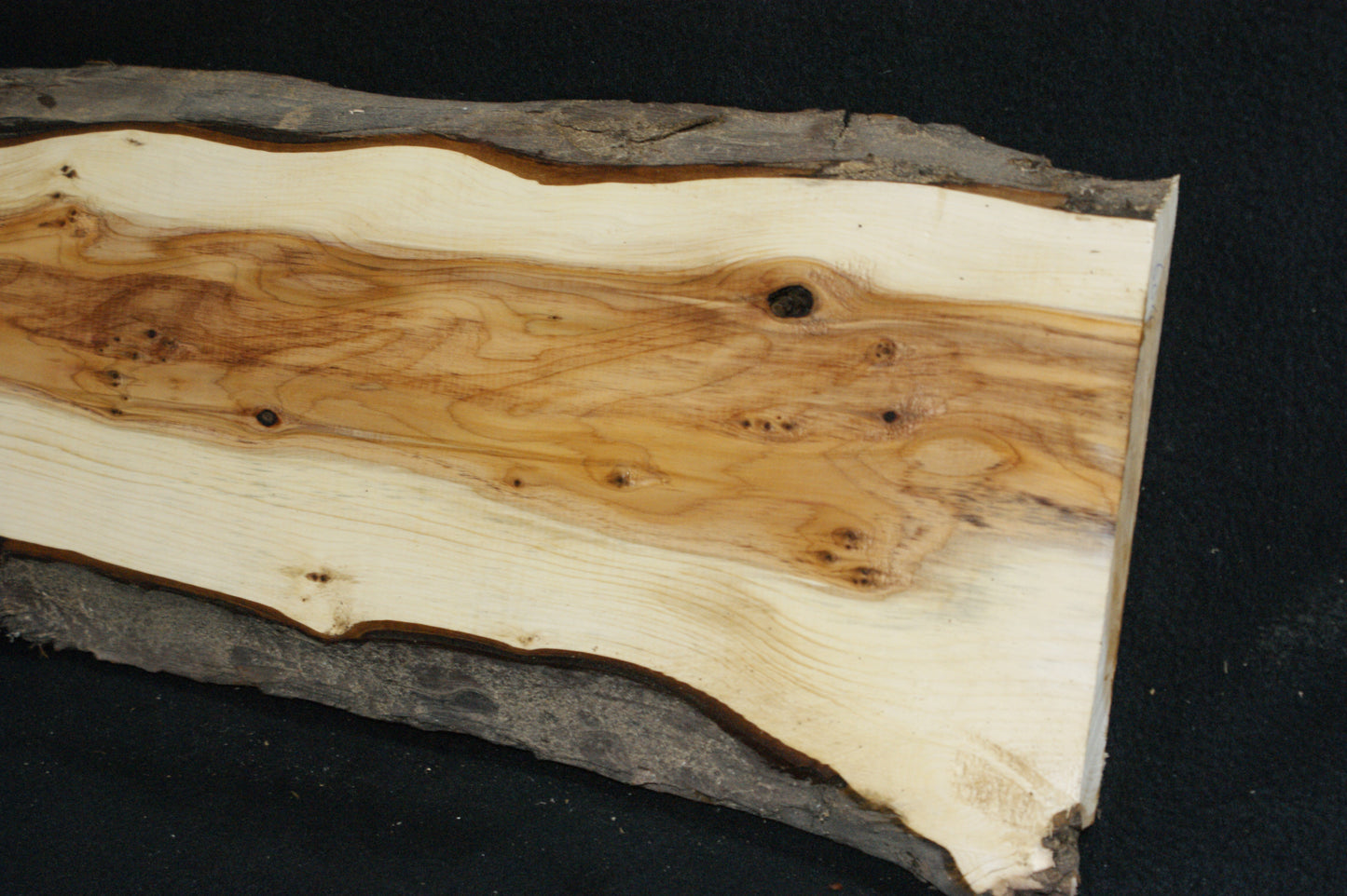 English Yew Shelf. (604)