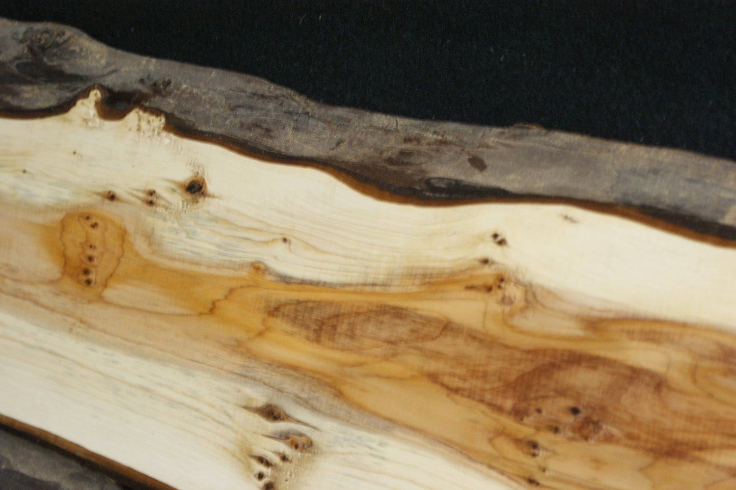 English Yew Shelf. (604)