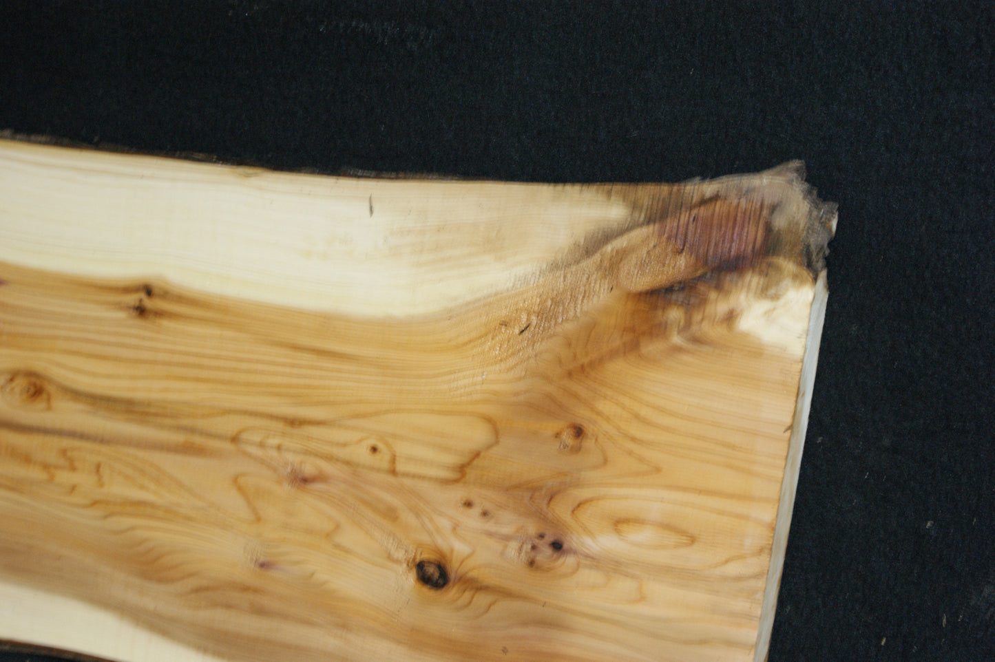 English Yew Shelf. (604)