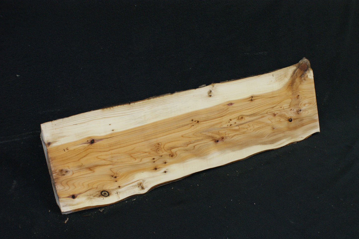 English Yew Shelf. (604)