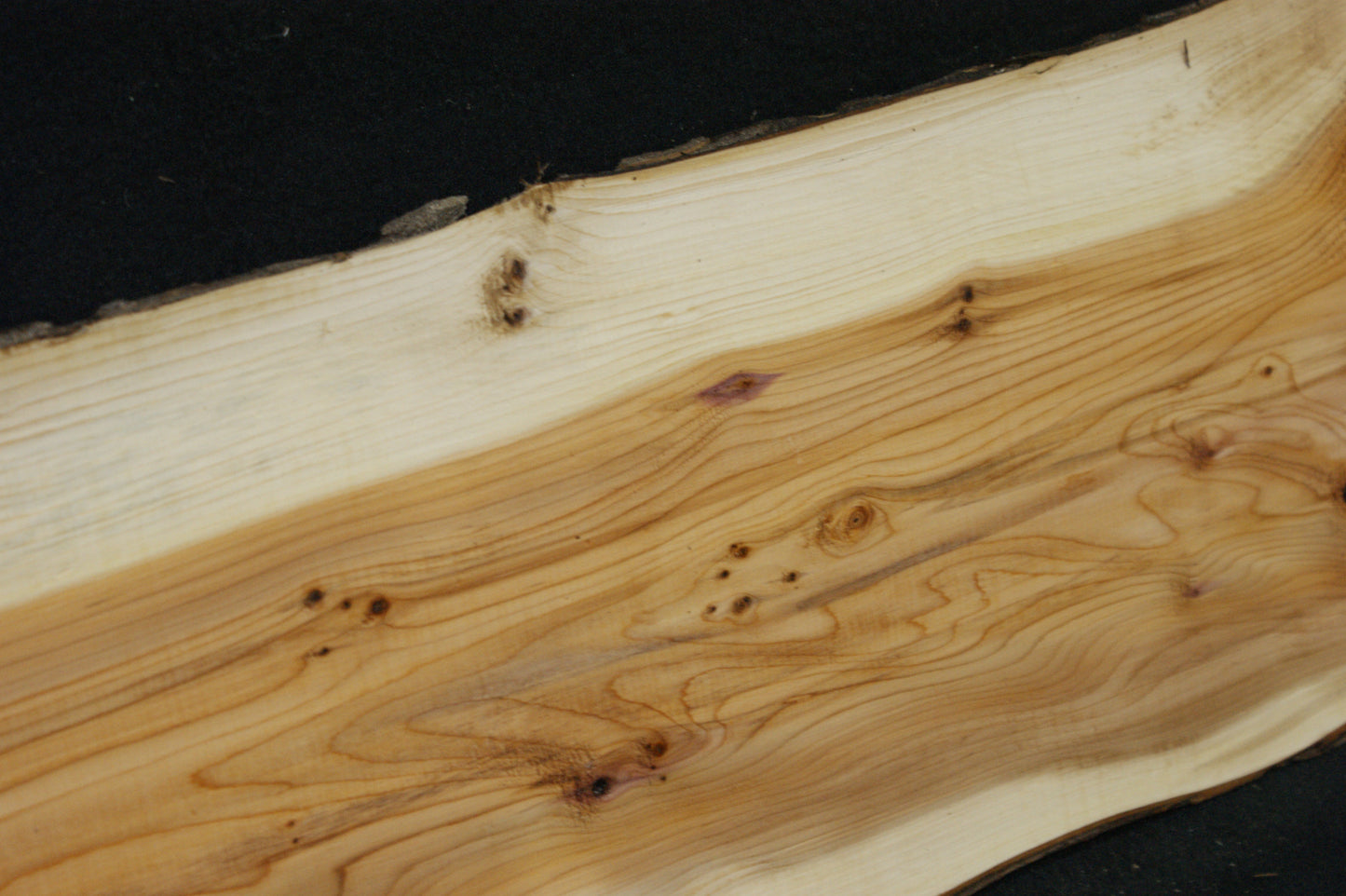 English Yew Shelf. (604)