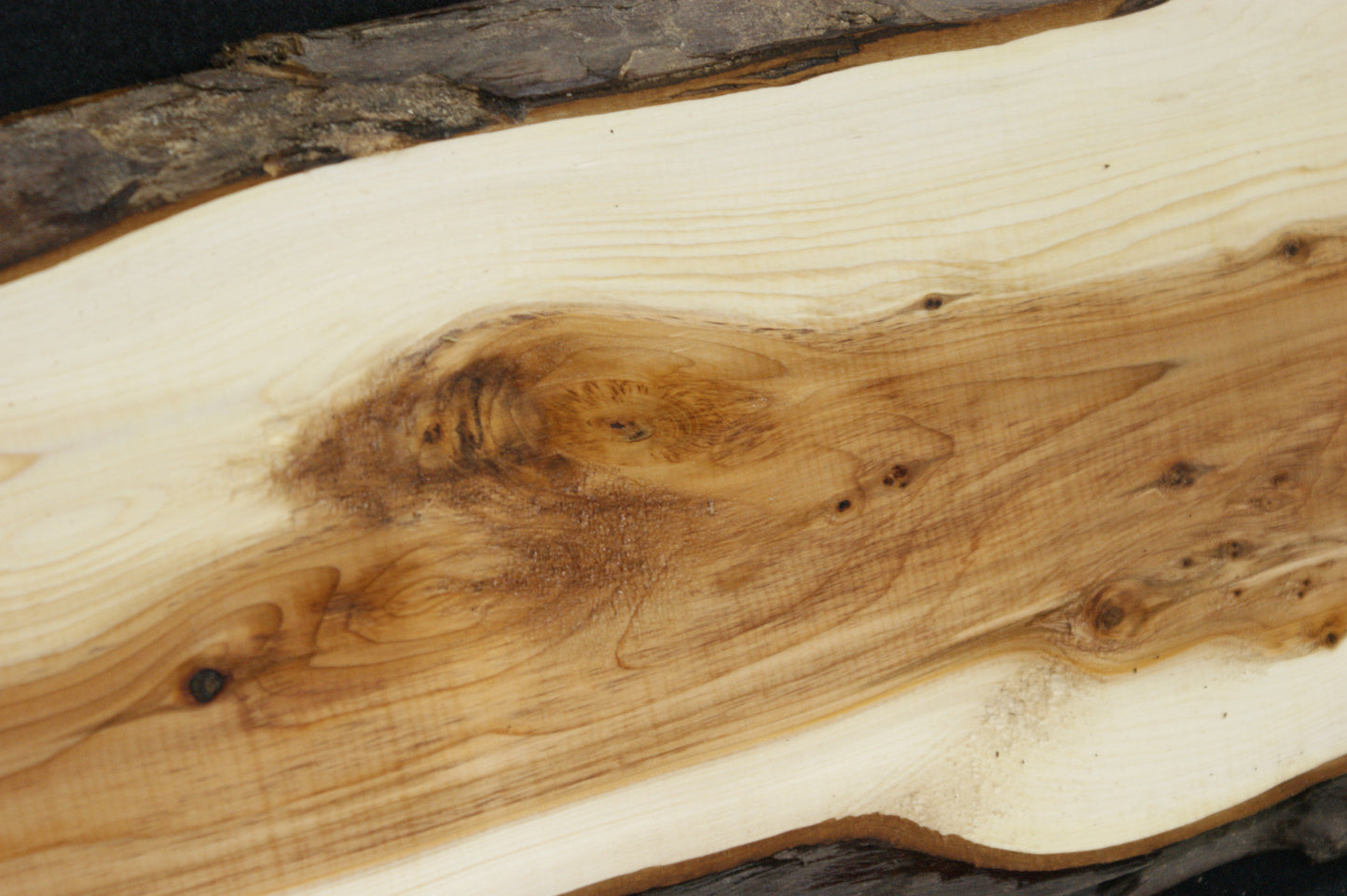 English Yew Shelf. (605)