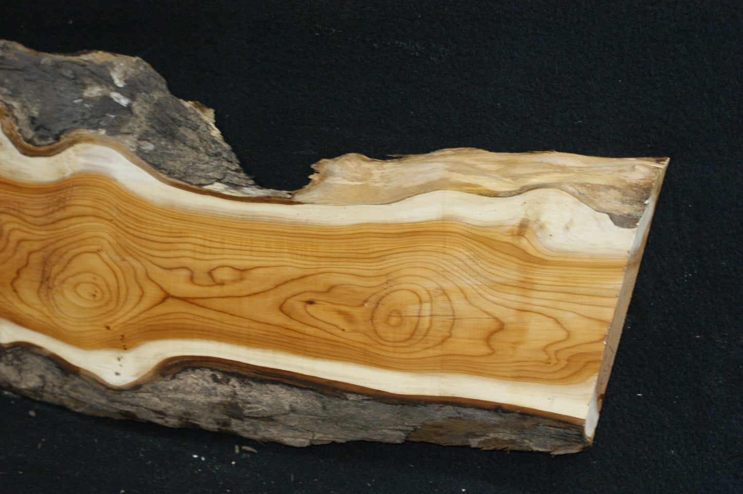 English Yew Shelf. (607)