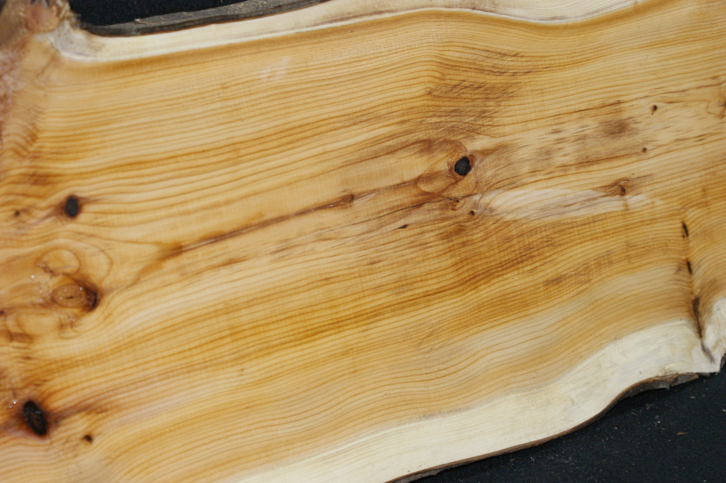 English Yew Shelf. (609)