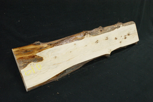 English Yew Shelf. (610)
