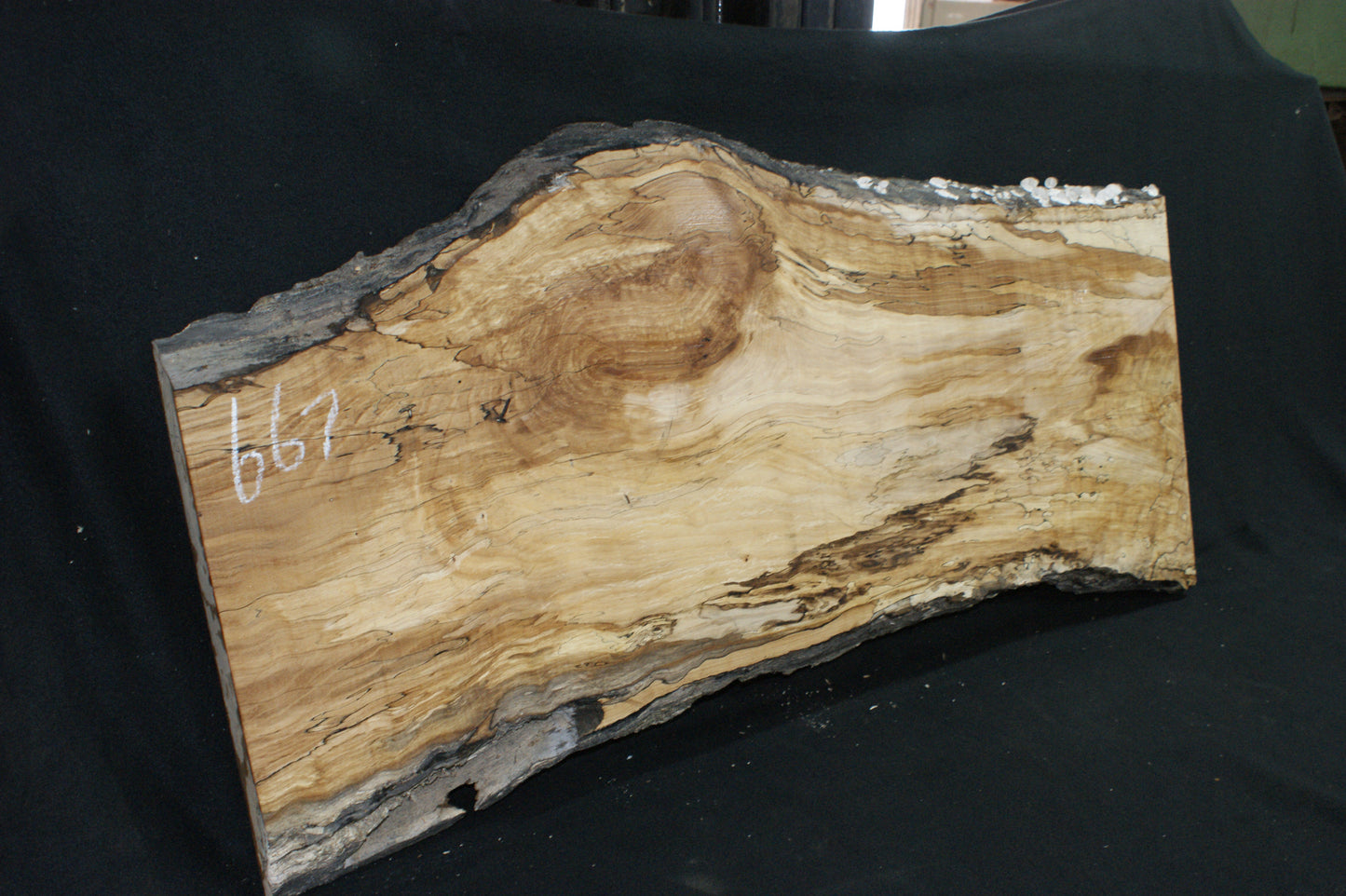 Spalted Beech   (667)