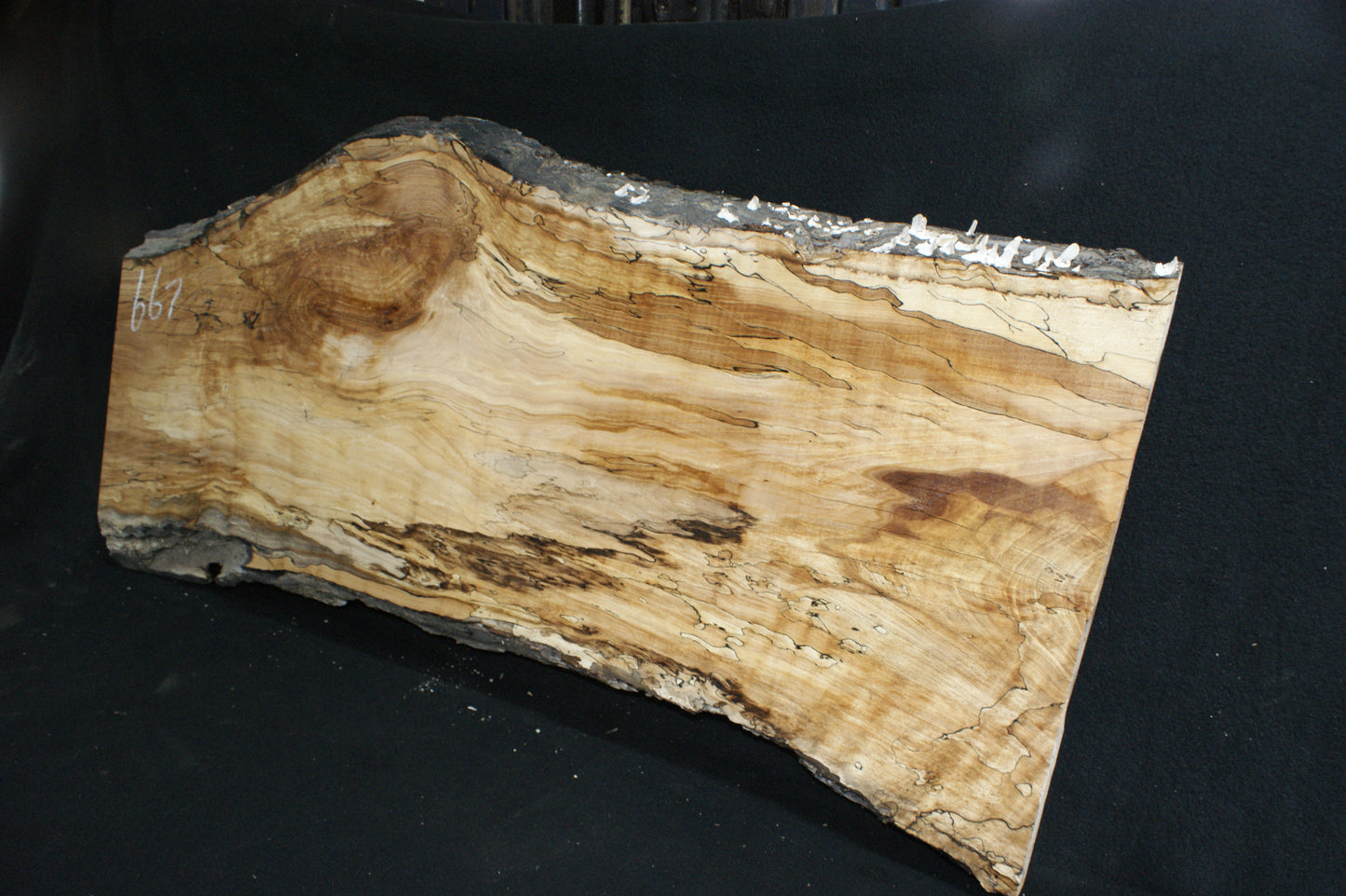 Spalted Beech   (667)
