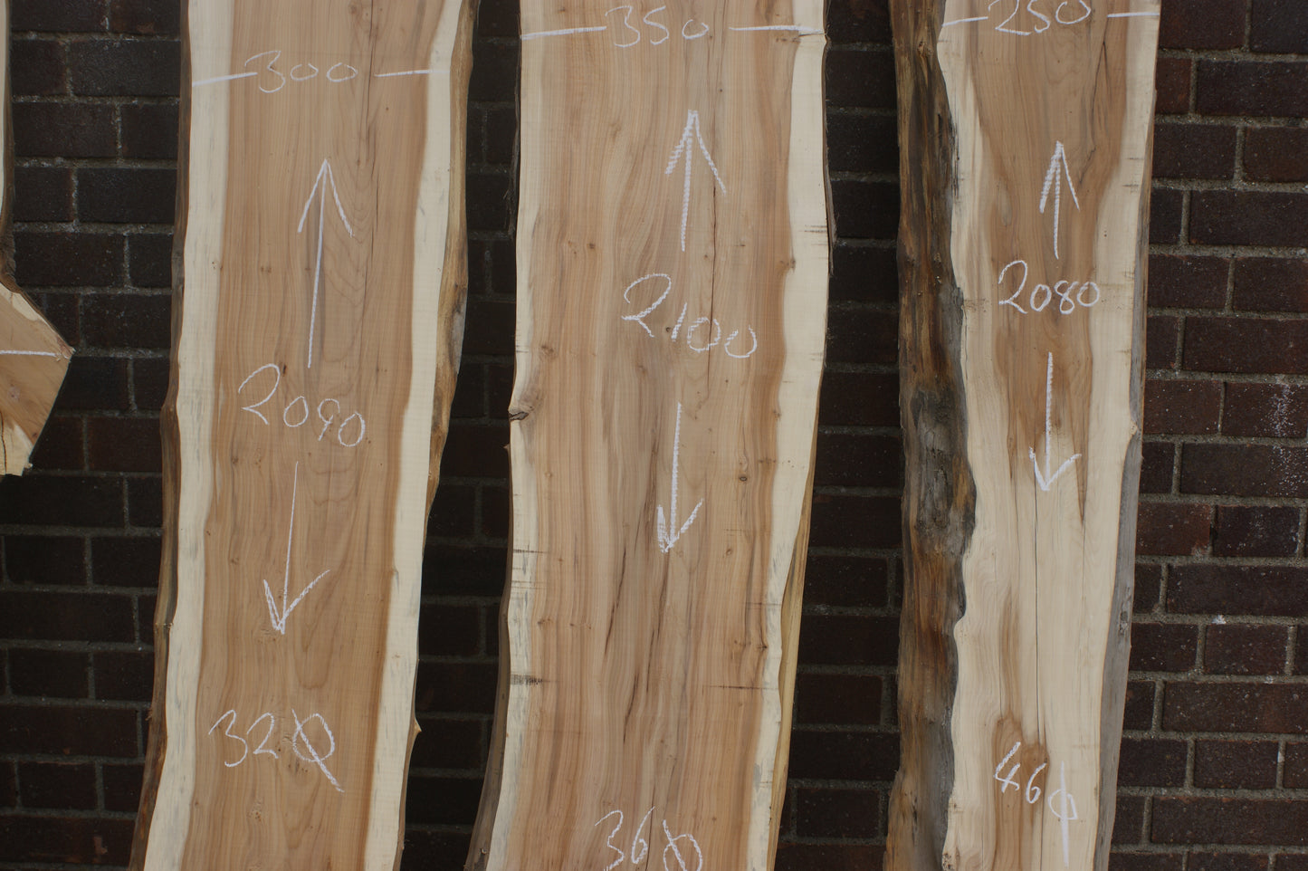 2 meter+-  31-46mm thick English Yew    (787-791)