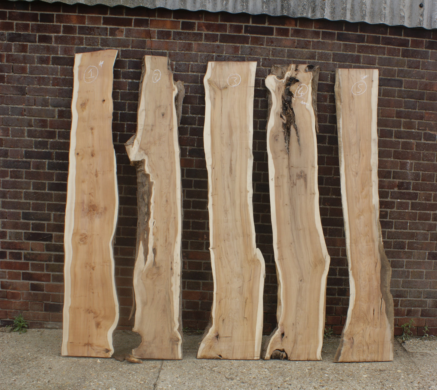 2 meter+-  31-46mm thick English Yew    (787-791)