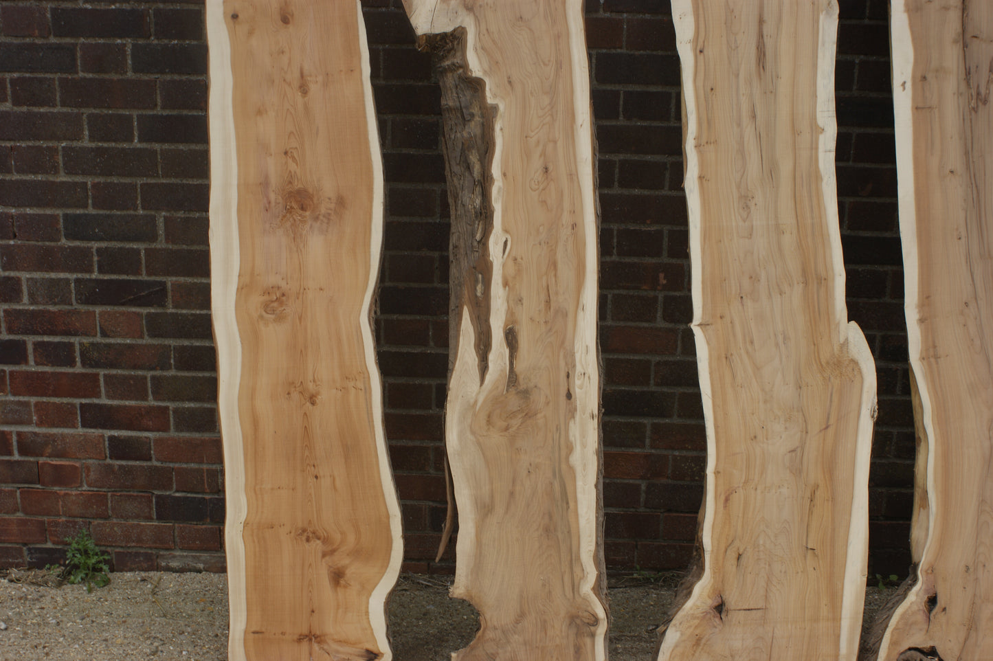 2 meter+-  31-46mm thick English Yew    (787-791)