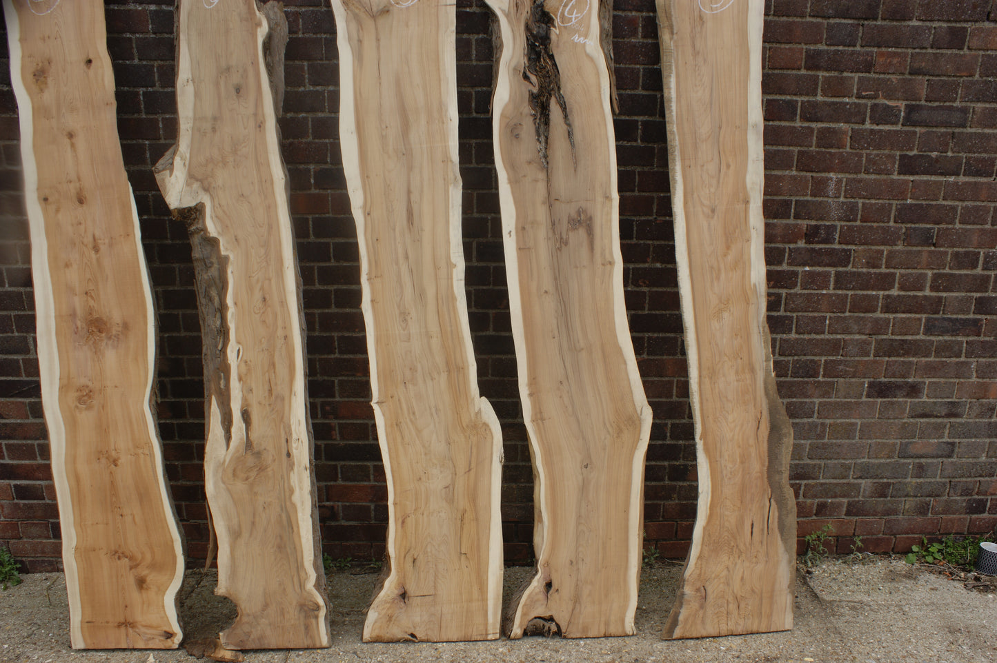 2 meter+-  31-46mm thick English Yew    (787-791)