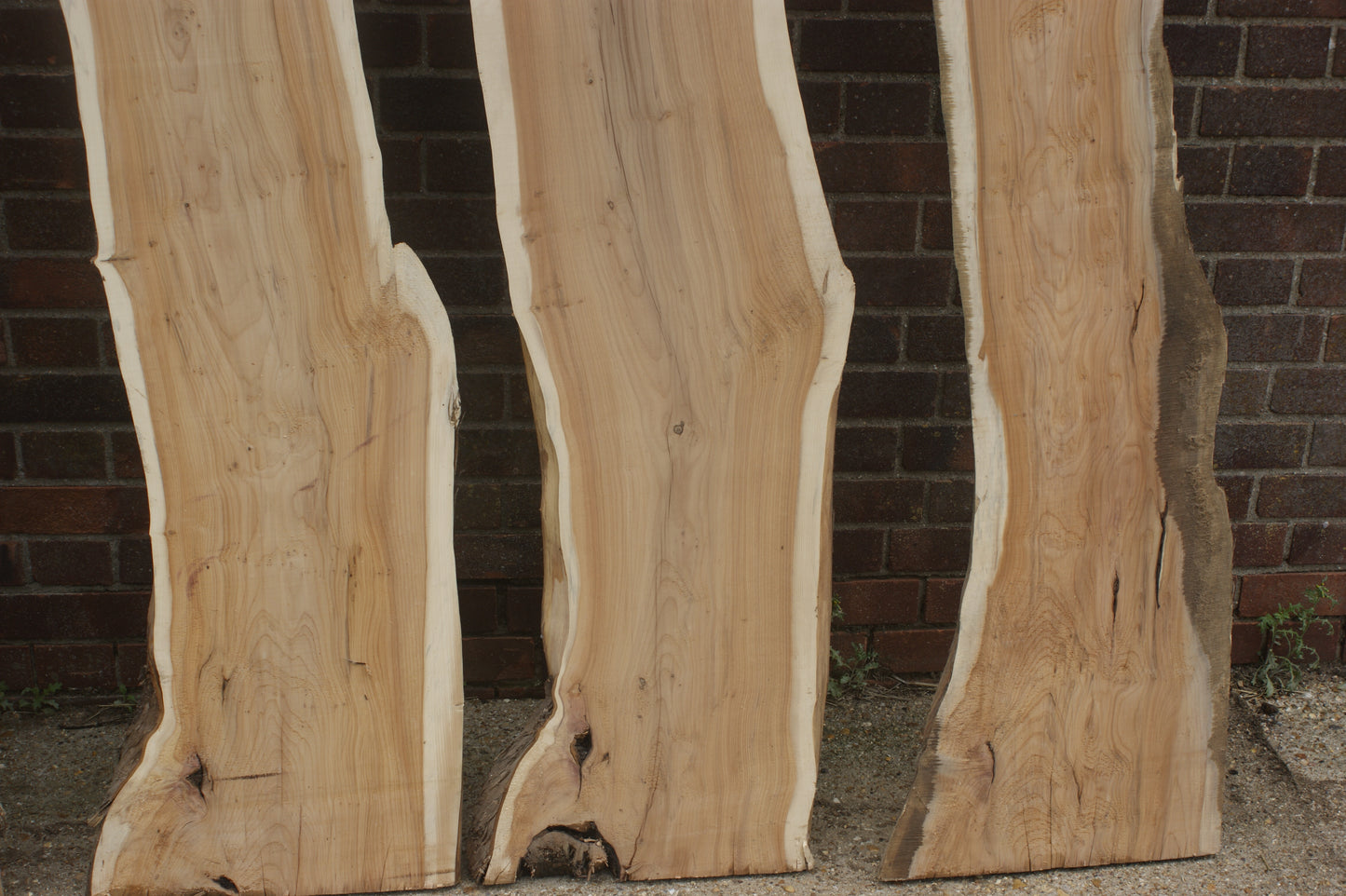 2 meter+-  31-46mm thick English Yew    (787-791)