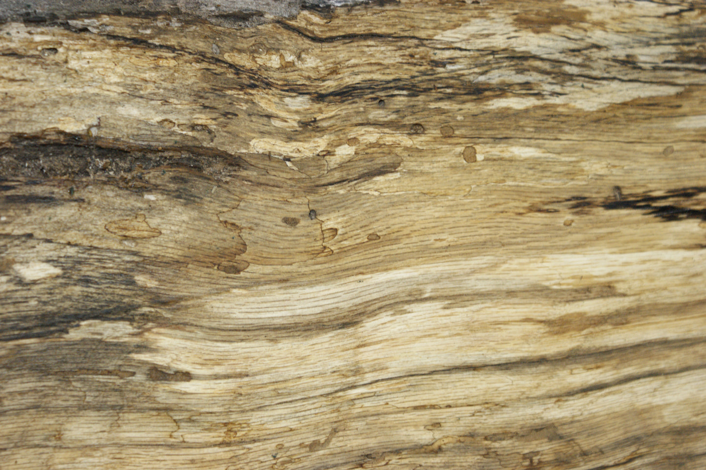 (97) SPALTED TURKEY OAK, 590 L x 275 W x 45 D mm RUSTIC HARDWOOD, CRAFTS, SHELVING