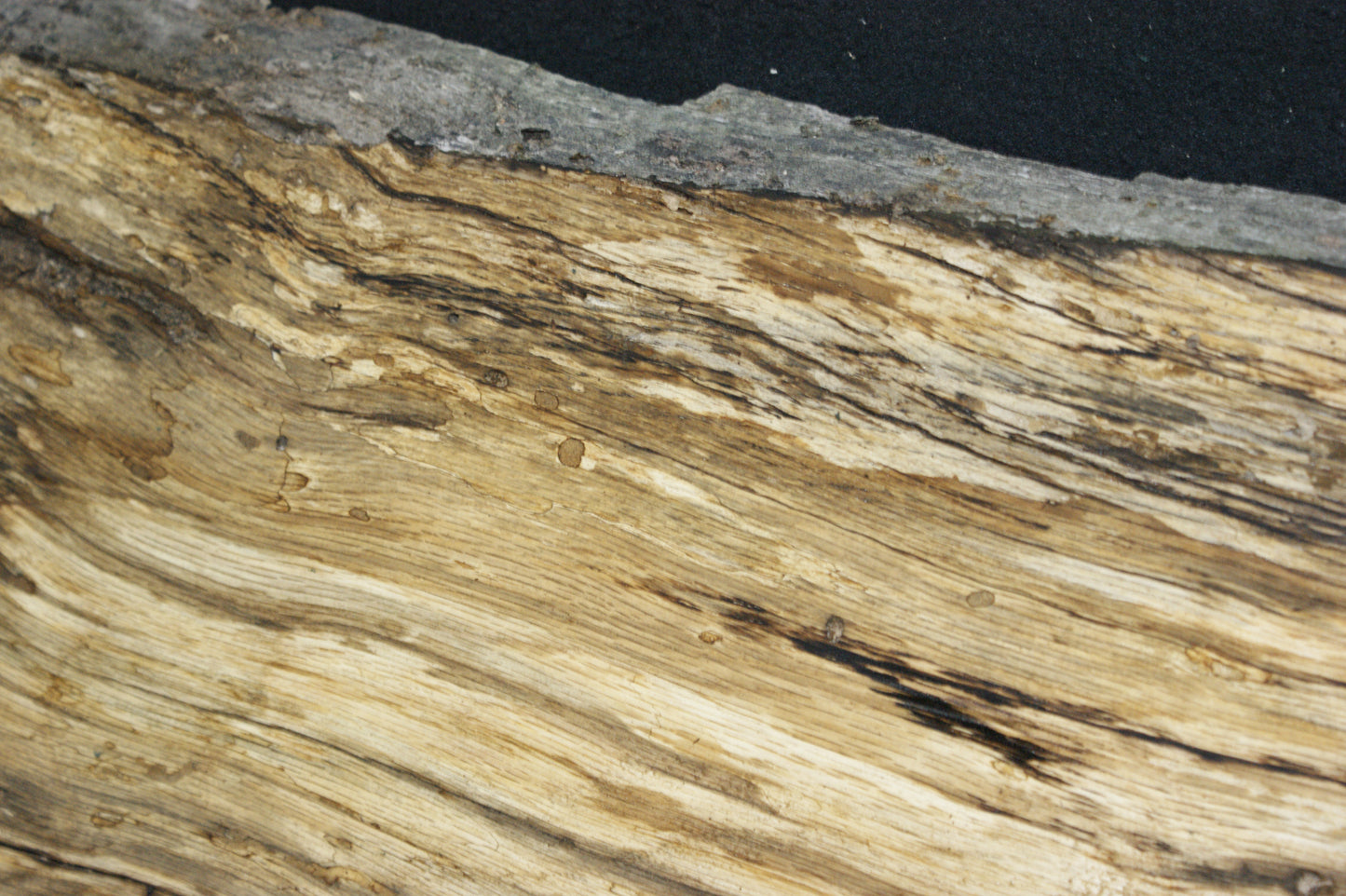 (97) SPALTED TURKEY OAK, 590 L x 275 W x 45 D mm RUSTIC HARDWOOD, CRAFTS, SHELVING