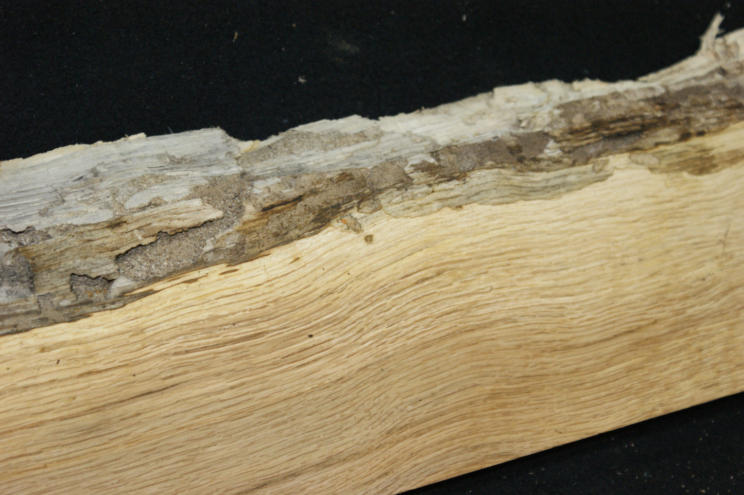 (100) SPALTED TURKEY OAK, 730 L x 187 W x 45 D mm RUSTIC HARDWOOD, CRAFTS, SHELVING