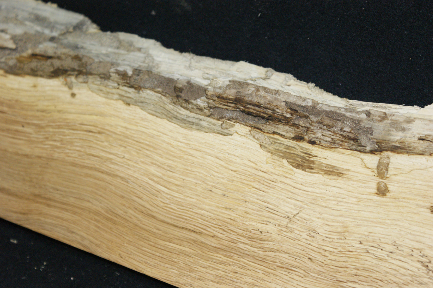 (100) SPALTED TURKEY OAK, 730 L x 187 W x 45 D mm RUSTIC HARDWOOD, CRAFTS, SHELVING