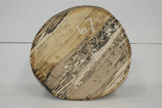 Spalted Beech 13 x 4 inch B Grade wood turning blank.    (067)