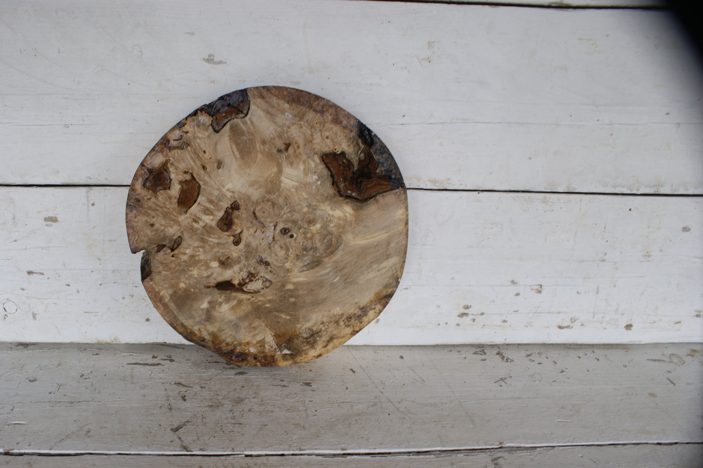 Burr Horse Chestnut wood turning blank  13 W x 2 D Inches (396)