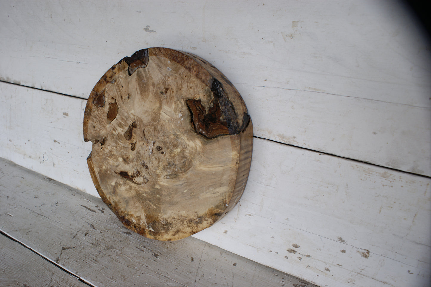 Burr Horse Chestnut wood turning blank  13 W x 2 D Inches (396)
