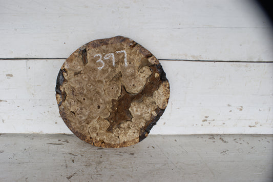 Burr Horse Chestnut wood turning blank  11 W x 1 3/4 D Inches (397)