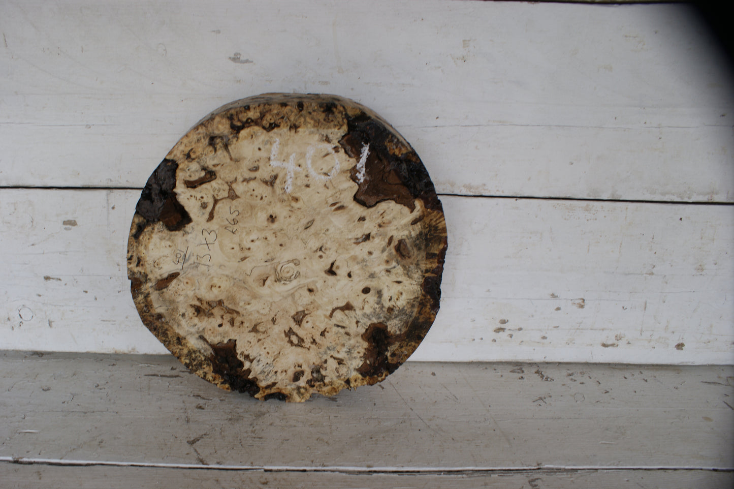 Burr Horse Chestnut wood turning blank 13 W x 3 D Inches (401)