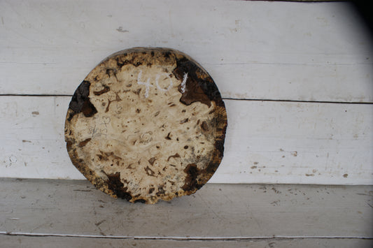 Burr Horse Chestnut wood turning blank 13 W x 3 D Inches (401)