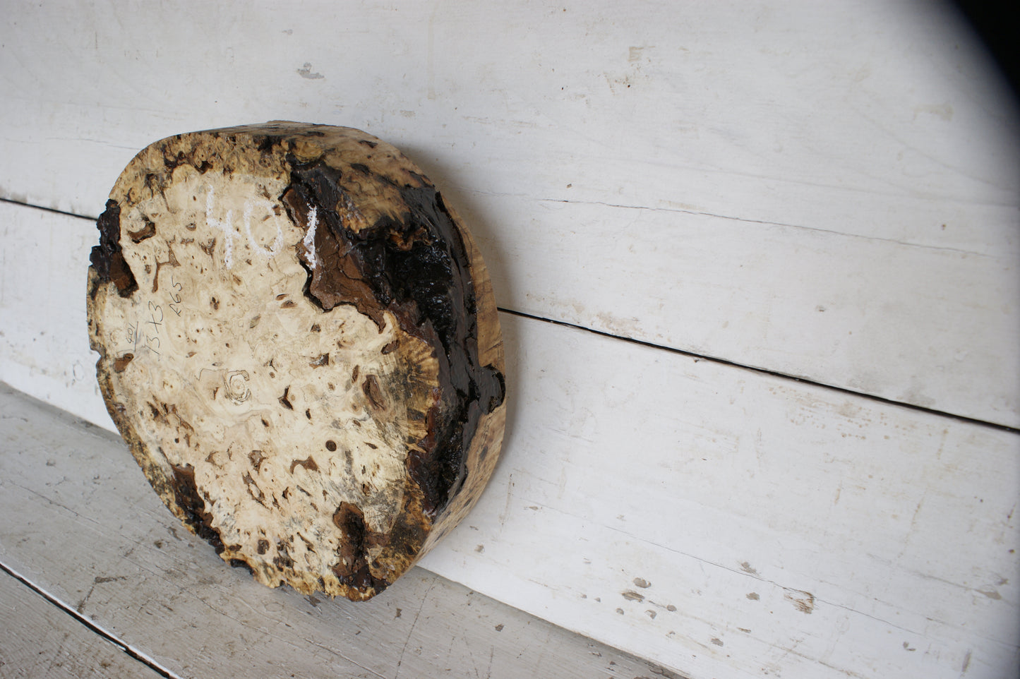 Burr Horse Chestnut wood turning blank 13 W x 3 D Inches (401)