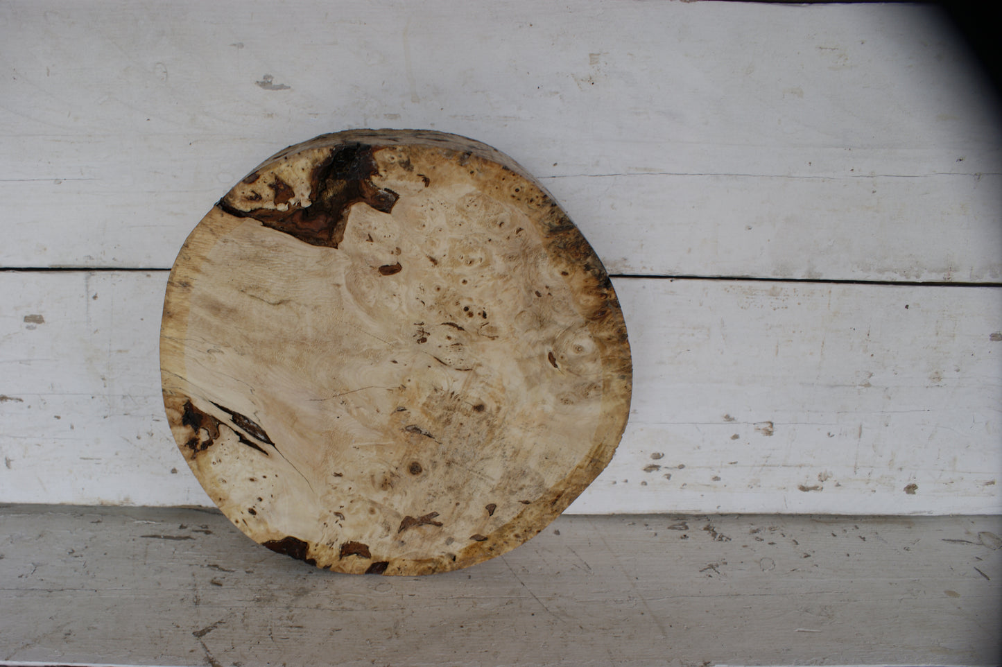 Burr Horse Chestnut wood turning blank 13 W x 3 D Inches (401)