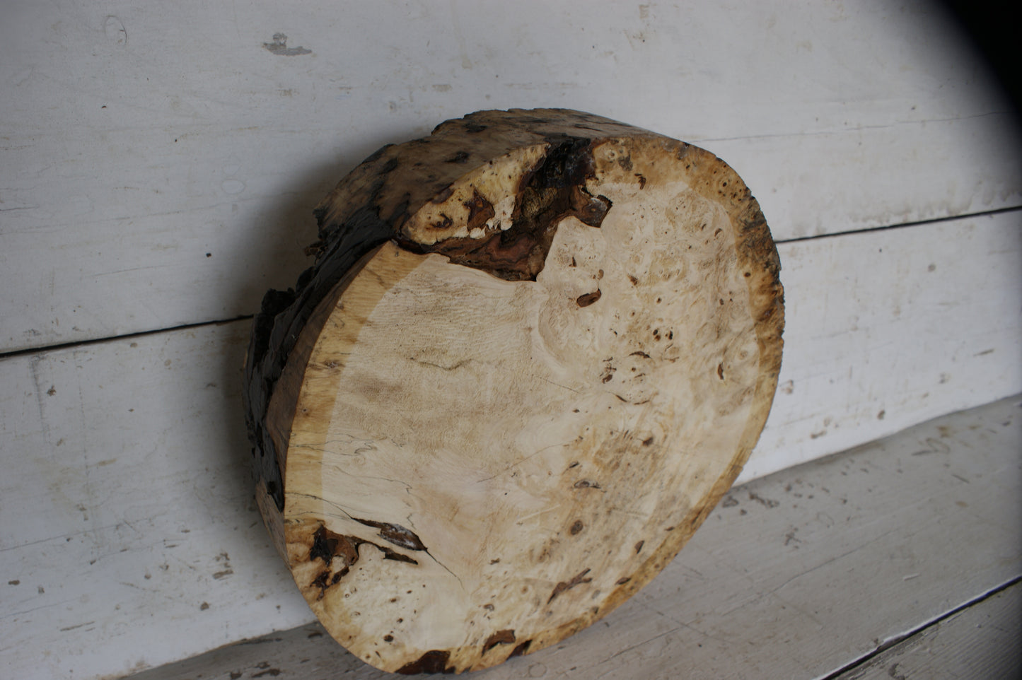 Burr Horse Chestnut wood turning blank 13 W x 3 D Inches (401)