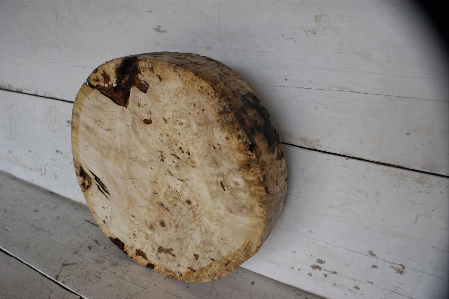 Burr Horse Chestnut wood turning blank 13 W x 3 D Inches (401)