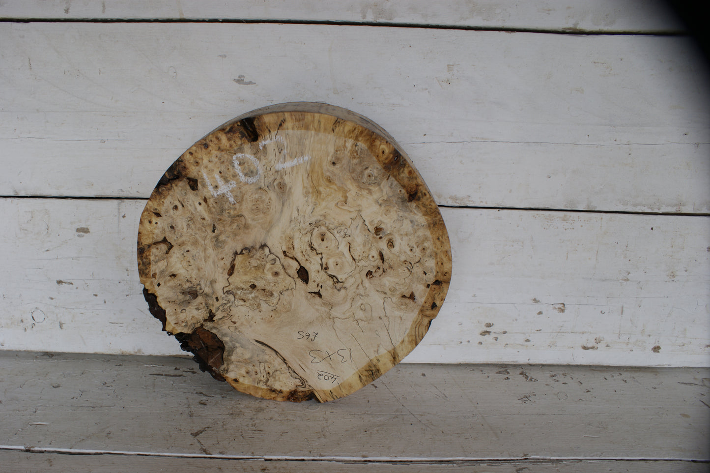 Burr Horse Chestnut wood turning blank 13 W x 3 D Inches (402)