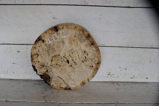 Burr Horse Chestnut wood turning blank 13 W x 3 D Inches (402)