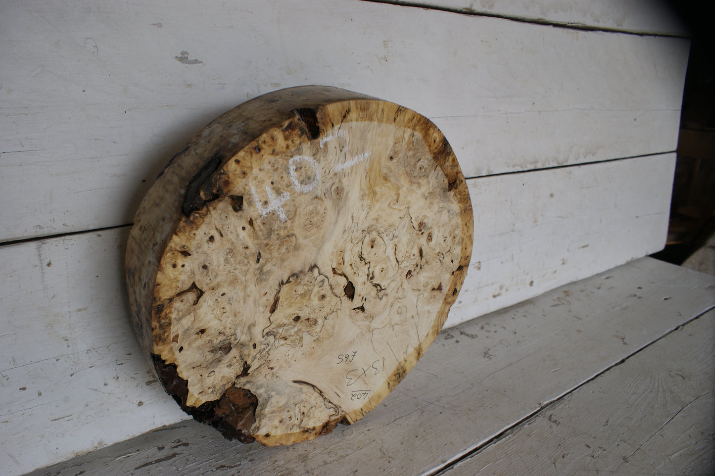 Burr Horse Chestnut wood turning blank 13 W x 3 D Inches (402)