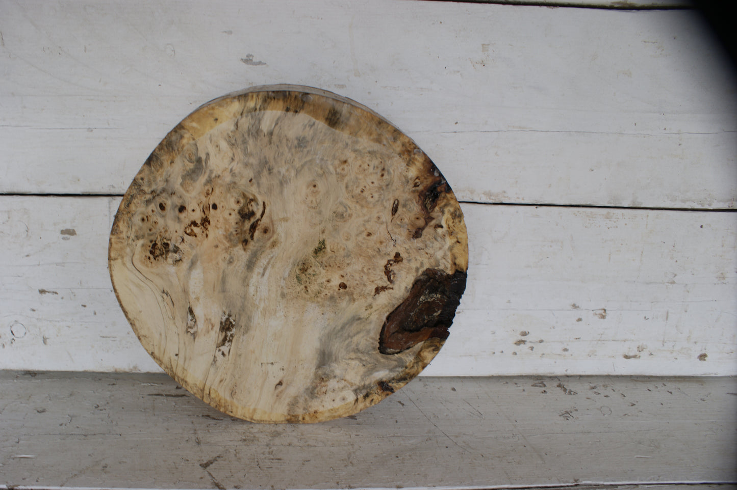 Burr Horse Chestnut wood turning blank 13 W x 3 D Inches (402)