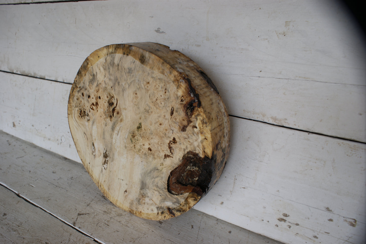 Burr Horse Chestnut wood turning blank 13 W x 3 D Inches (402)