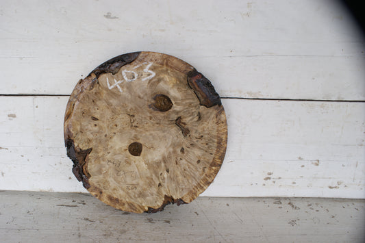 Burr Horse Chestnut wood turning blank 12 W x 2 D Inches (403))