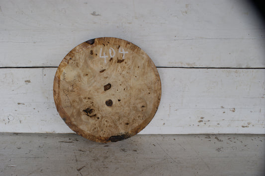 Burr Horse Chestnut wood turning blank 12 W x 2 D Inches (404))