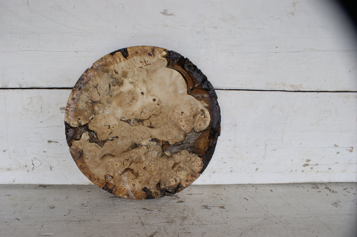Burr Horse Chestnut wood turning blank 12 W x 2 D Inches (404))