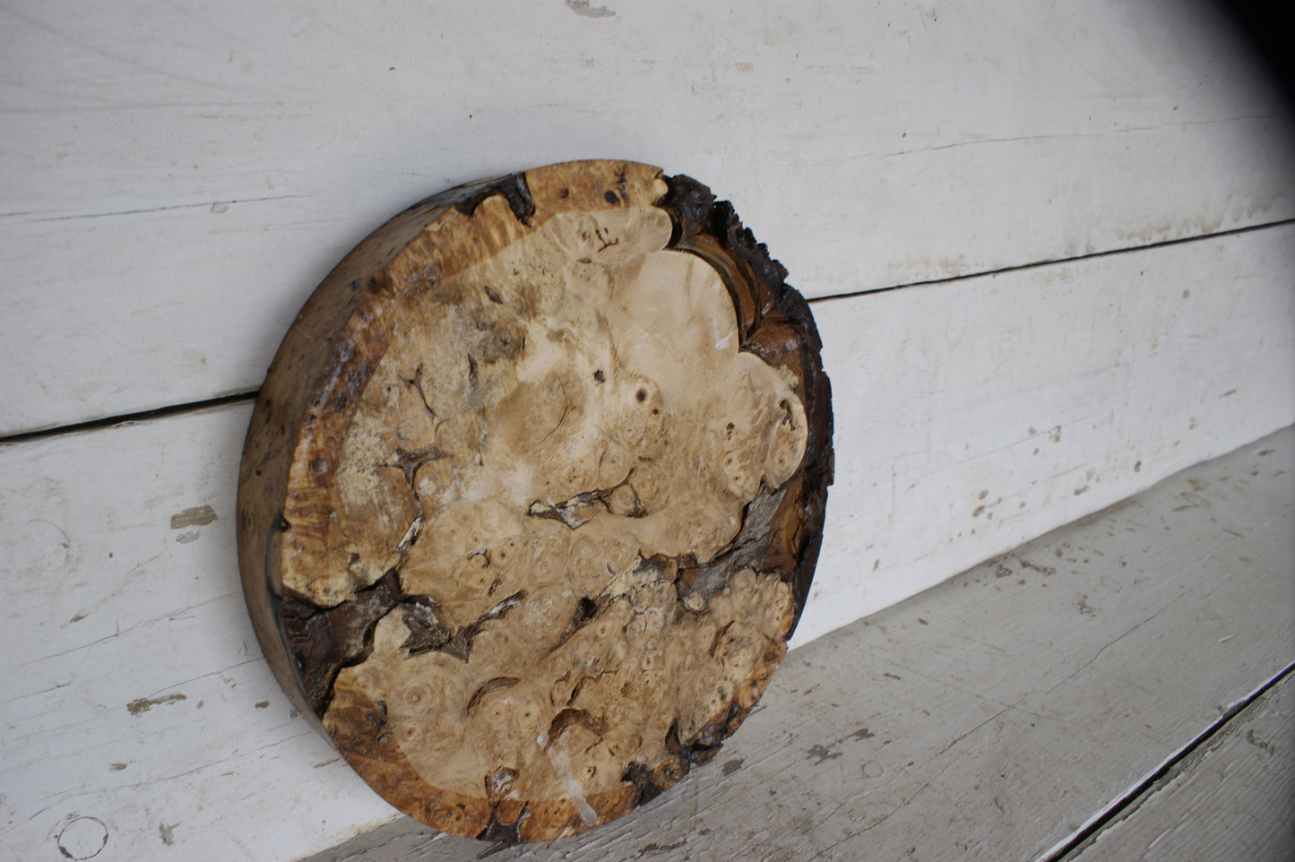 Burr Horse Chestnut wood turning blank 12 W x 2 D Inches (404))