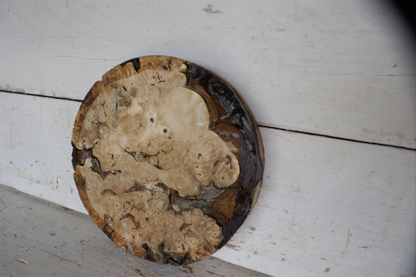 Burr Horse Chestnut wood turning blank 12 W x 2 D Inches (404))