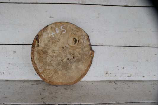 Burr Horse Chestnut wood turning blank 13 W x 2 D Inches (405))