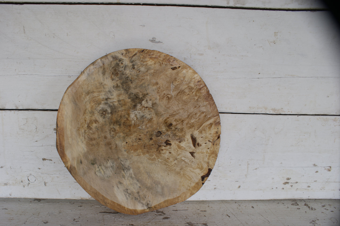 Burr Horse Chestnut wood turning blank 13 W x 2 D Inches (405))