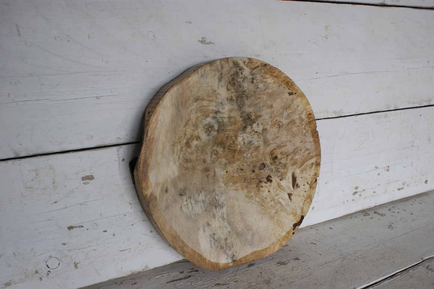 Burr Horse Chestnut wood turning blank 13 W x 2 D Inches (405))